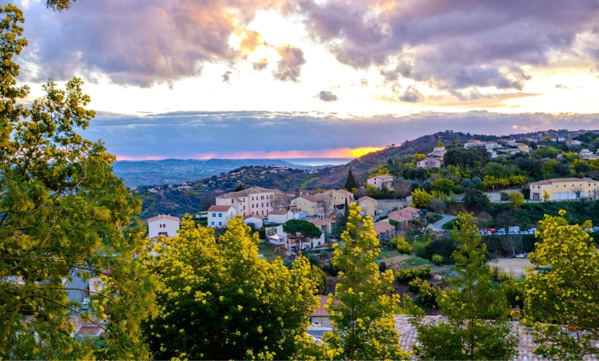 Au cœur des mimosas à Saint-Raphaël